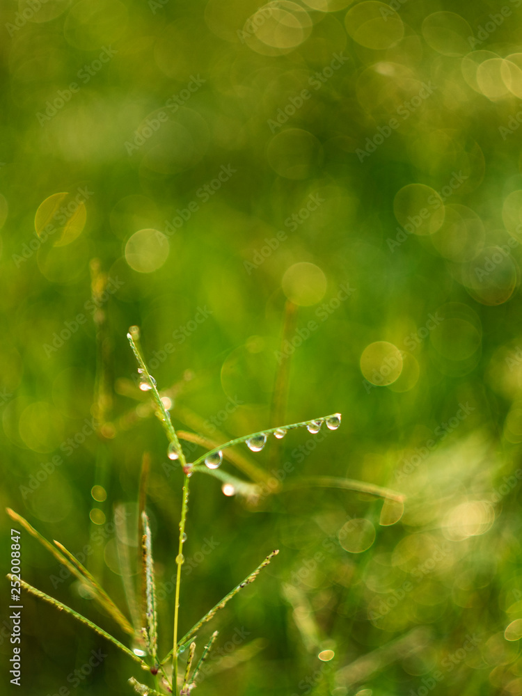 drop rain on grass leafs make bokeh around background drop rain on grass leafs make bokeh around background
