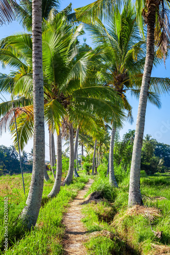 Palm trees with a path in Bali Indonesia