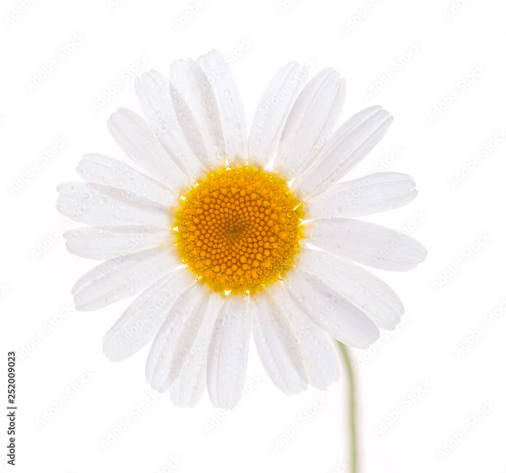 white chamomile with drops of dew isolated on white background