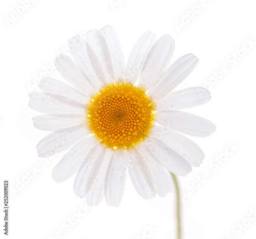 white chamomile with drops of dew isolated on white background