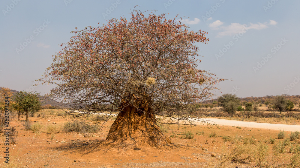 trees in Namibia near Epupa falls trees in Namibia near Epupa falls