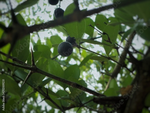 Berry's found in konkan Maharashtra, India