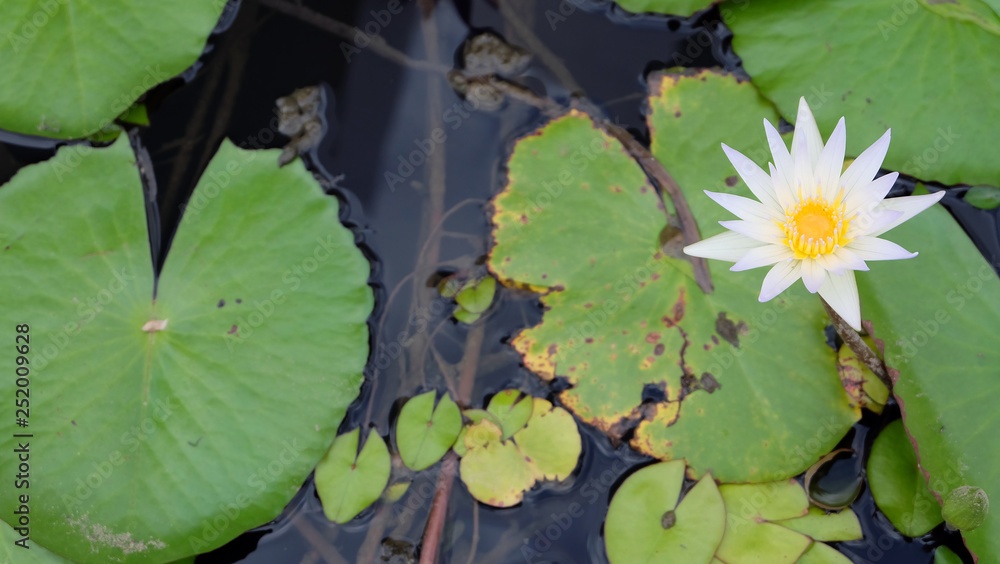 A single blooming white lotus with water and leaves in the background. View from top.
