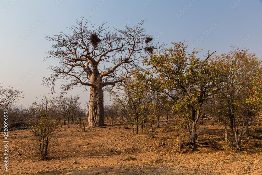 trees in Namibia near Epupa falls trees in Namibia near Epupa falls