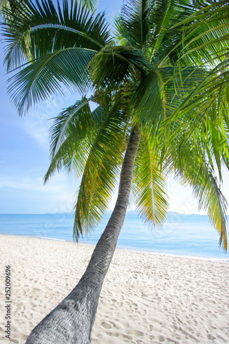 White sand lonely beach, green palm tree, blue sea, bright sunny sky, white clouds background, paradise tropical island in ocean relax holidays tourist poster, exotic travel banner design, copy space