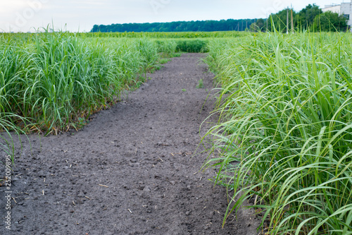 Panicum virgatum, commonly known as switchgrass for Biofuel Prod