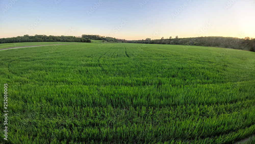 Green field full of wheat and blue sky