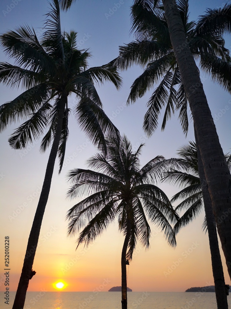 Beautiful sunset surrounding with coconut trees on the shore. 