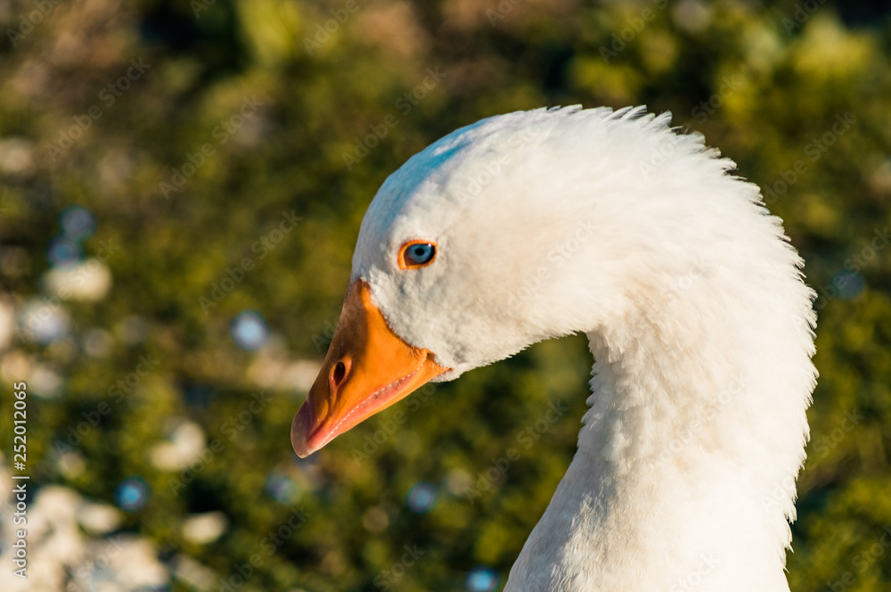 White goose head