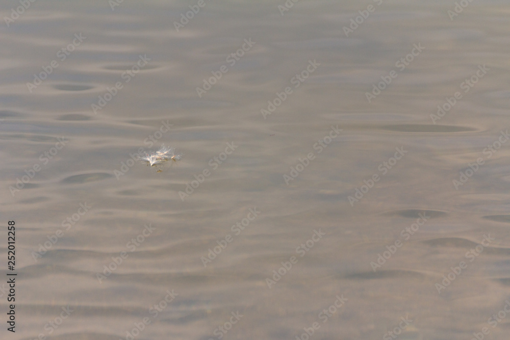 feather floating on water