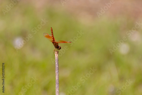 Lone Dragonfly on a stick sitting by the water © Phil