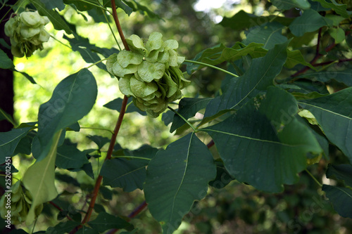 Leaves and fruits of wafer ash photo