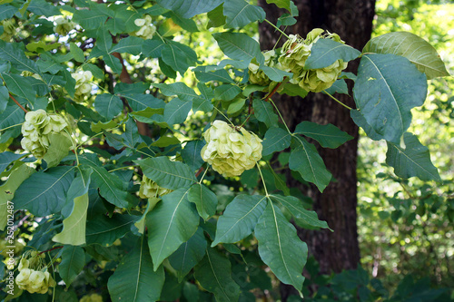 Leaves and fruits of wafer ash