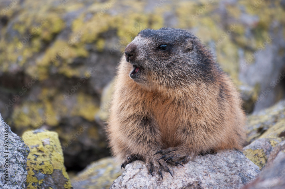 Alpine marmot ( Marmota marmota latirostris ) in the wild. Tatra Mountains.  Stock Photo | Adobe Stock