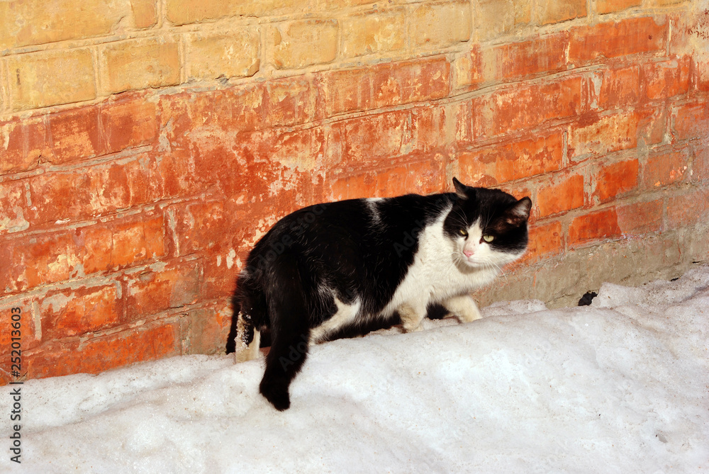 Black and white cat standing and looking near red brick wall on white snow, side view