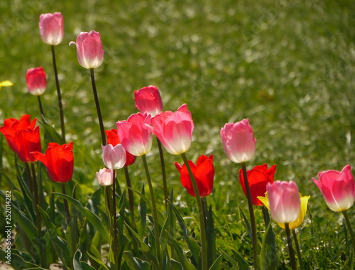 Rosa Tulpen im Gegenlicht