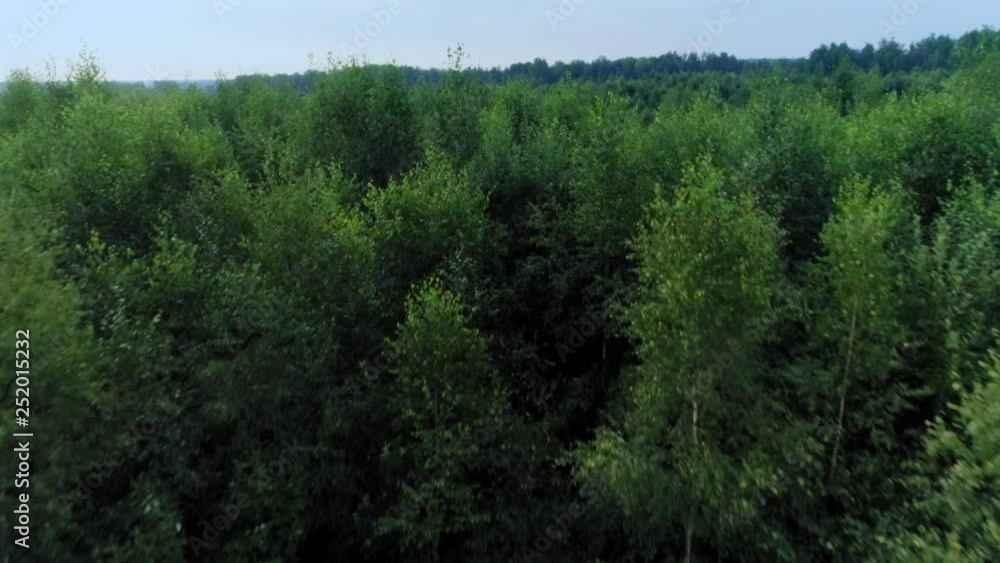 Rising up over trees branches with green leaves aerial shot beautiful forest park Rising up over trees branches with green leaves aerial shot beautiful forest park