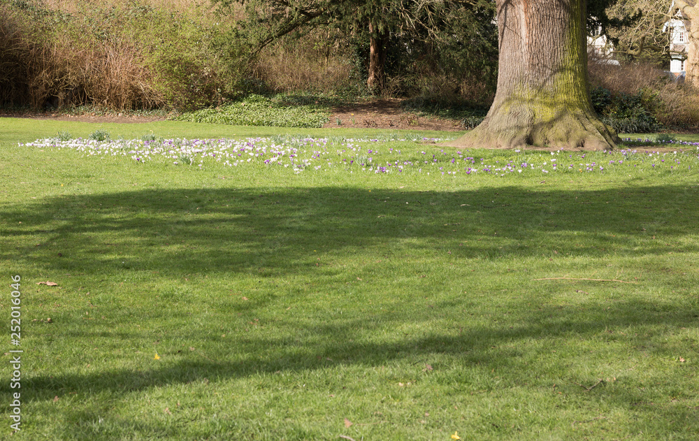 Green Grass Spring Nature Background with Tree Trunk Surrounded by Blossoming Flowers on Sunny Day. Concept: Springtime. Green Grass Spring Nature Background with Tree Trunk Surrounded by Blossoming Flowers on Sunny Day. Concept: Springtime.