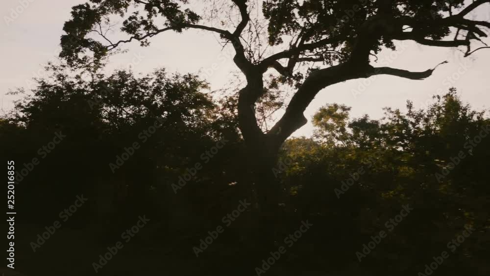 Beautiful tracking shot of sun light shining through lush green forest trees on sunset, view from moving vehicle. Beautiful tracking shot of sun light shining through lush green forest trees on sunset, view from moving vehicle.