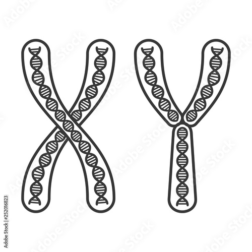 Chromosome X and Y Set on White Background. Vector