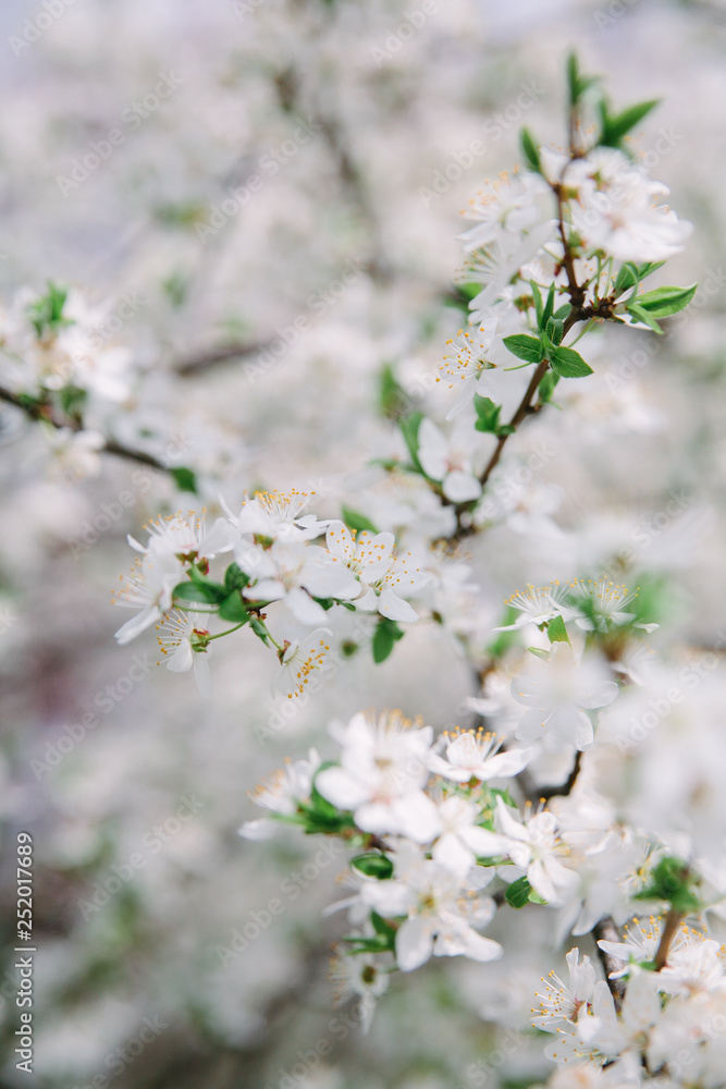 A branch of a blossoming apple tree with young leaves in spring against a sky. Card for Mother's Day or Easter A branch of a blossoming apple tree with young leaves in spring against a sky. Card for Mother's Day or Easter