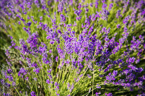 Flowers in the lavender fields in the Provence mountains