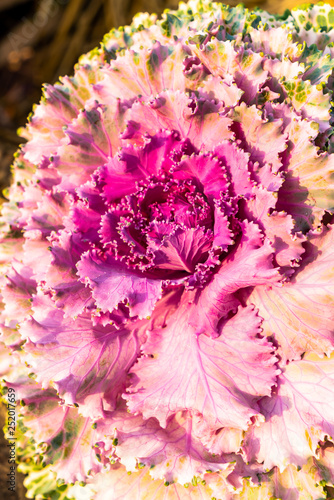 Pink and Purple color flower