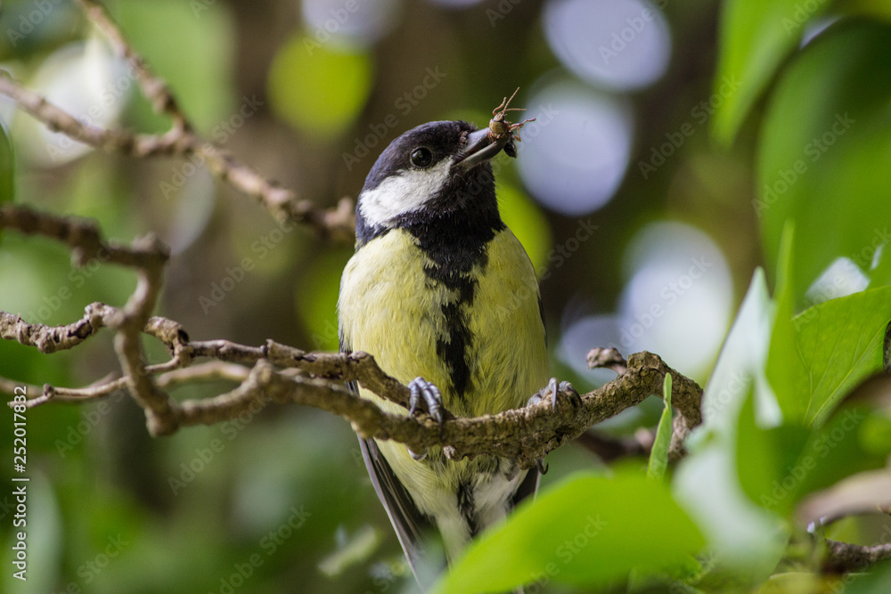 Fototapeta premium Great Tit Bird Eating Insect Bug Fly