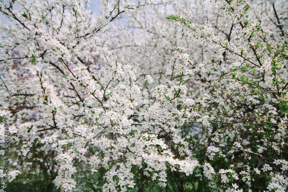 Bush blooming apple trees with young leaves in spring Bush blooming apple trees with young leaves in spring