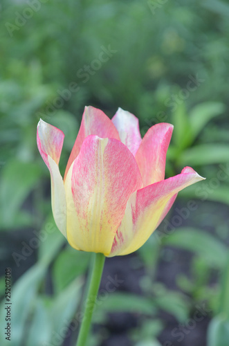 Beautiful tulip Marjolettii photo