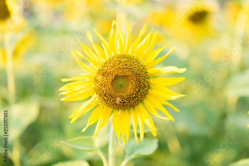 Sunflowers in the garden at home