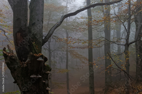 Fototapeta Naklejka Na Ścianę i Meble -  Jesień 2018 w Beskidach