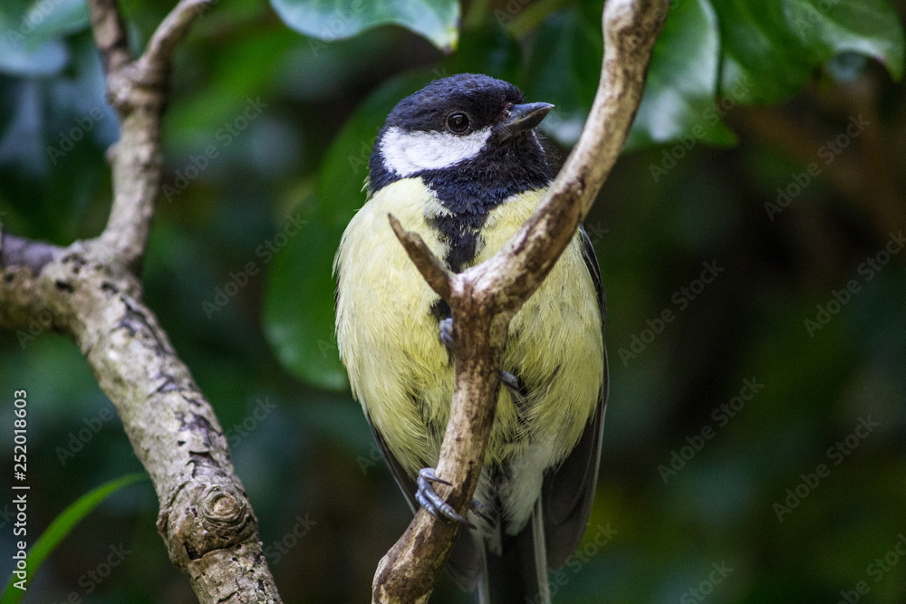 Obraz premium Great Tit Bird