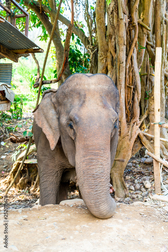elephant in Thailand