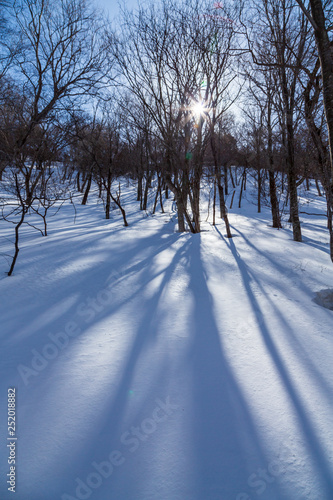 一之倉沢雪原に伸びる木の陰 photo