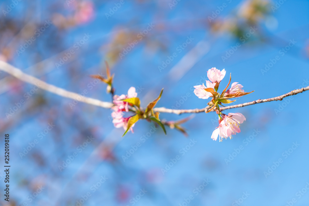 cherry blossoms sakura flowers blooming with blue sky cherry blossoms sakura flowers blooming with blue sky