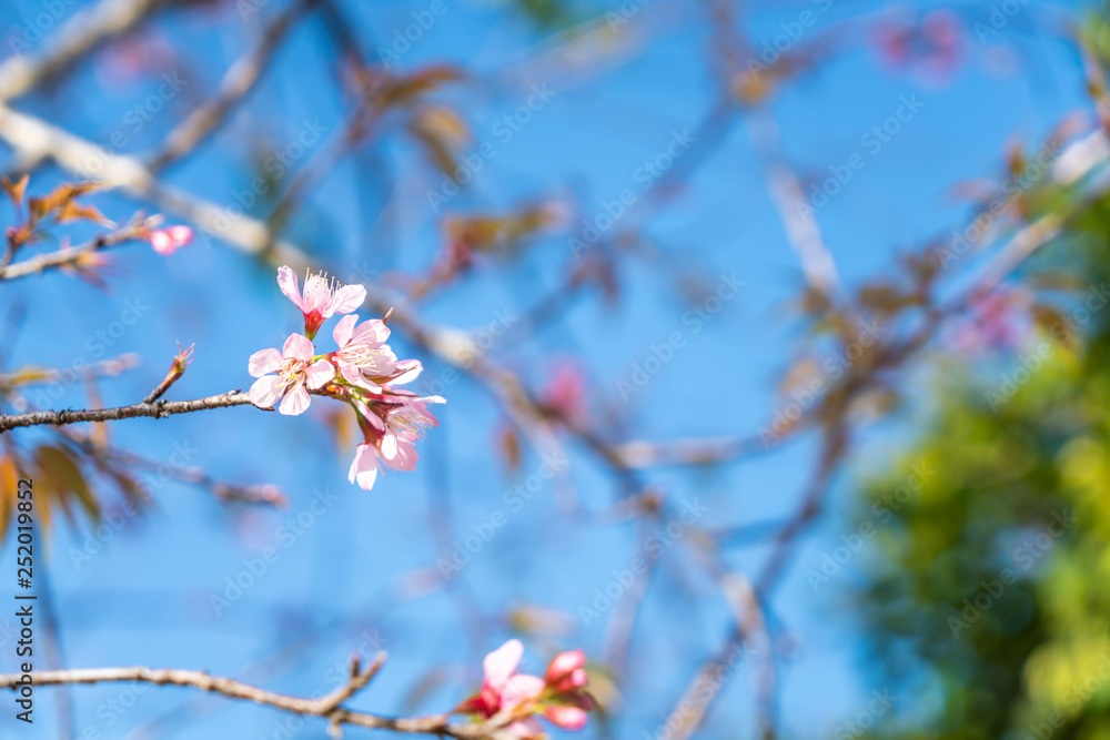 cherry blossoms sakura flowers blooming with blue sky cherry blossoms sakura flowers blooming with blue sky