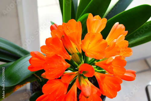 Clivia photo