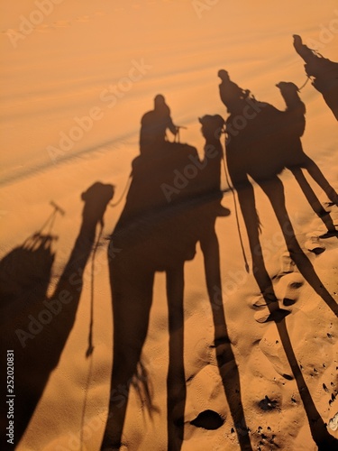 Camels trip on Sahara Desert © ziena