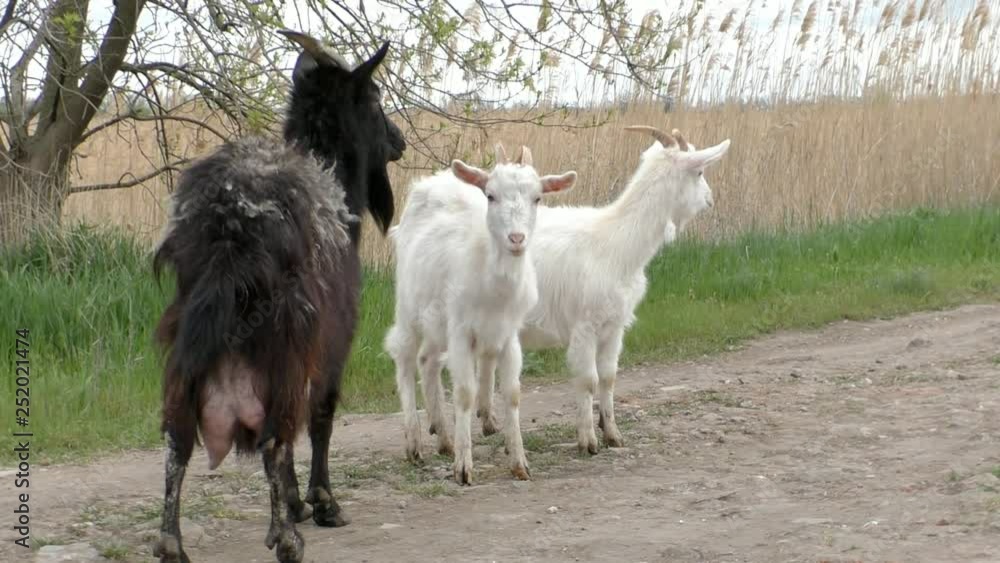 Goat with kids walking in nature. Goat with kids walking in nature.