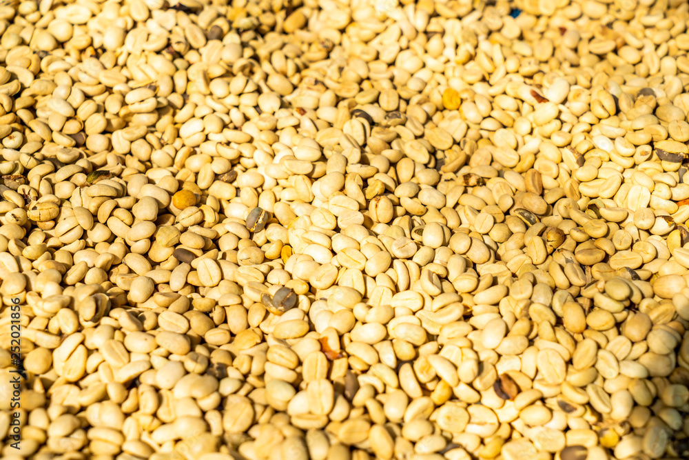 dry coffee beans with sunlight dry coffee beans with sunlight