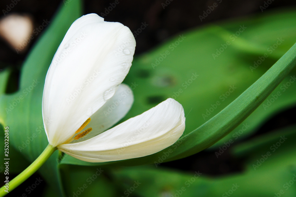 Obraz premium Close up natural flowers. view of colorful white tulips blooming in the garden with green petals landscape at sunny summer or spring day.