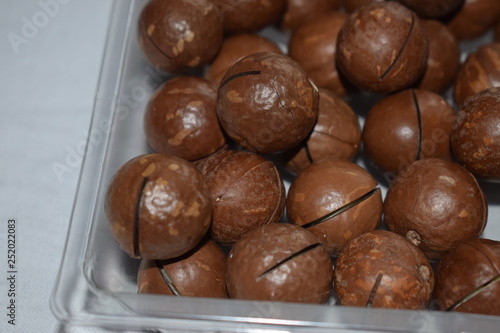 Macadamia photo