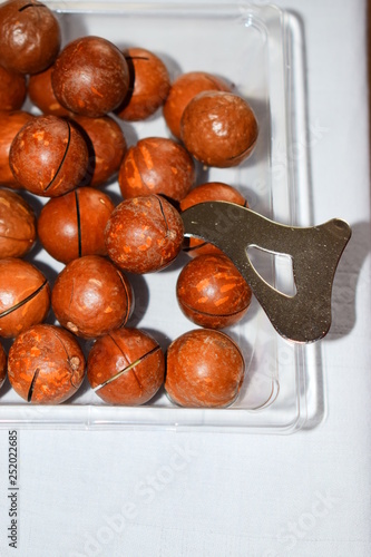 Macadamia photo