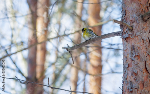 Принти на полотні hungry wild bird siskin on a tree in spring forest