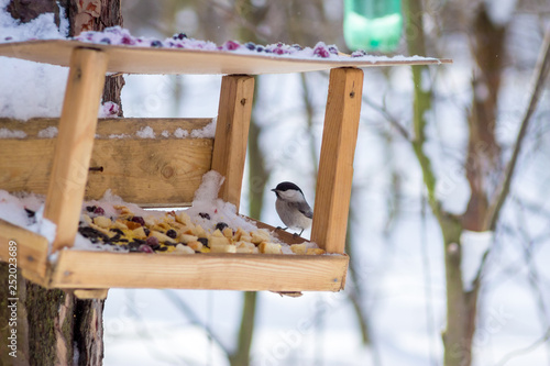 фотографія hungry wild bird titmouse on a tree in spring forest