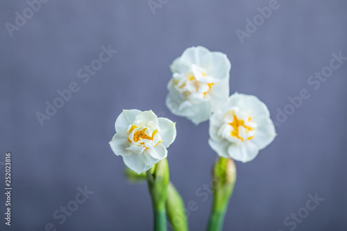 Fototapeta Naklejka Na Ścianę i Meble -  Beautiful white hyacinths on gray background