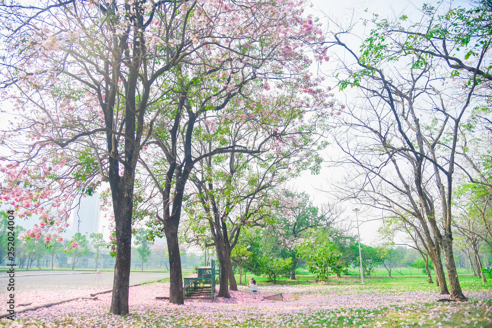 Pink flower Chompoo Pantip blossom in Thailand  , Thai sakura with sweet background , Background