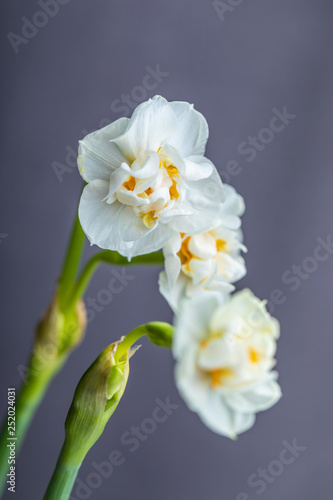 Fototapeta Naklejka Na Ścianę i Meble -  Beautiful white hyacinths on gray background
