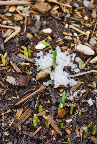 Tiny white snowdrop galanthus flowers in bloom emerge through the ground and snow in winter